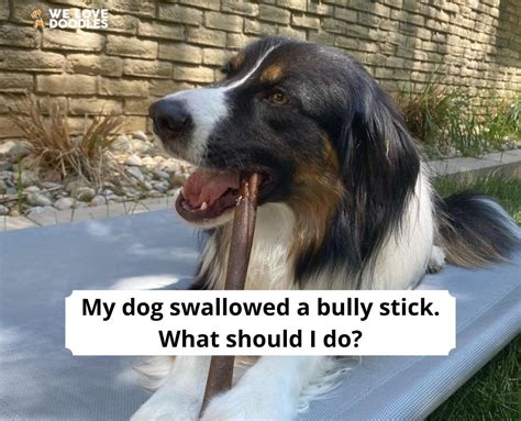 What to Do If Your Dog Swallowed a Bully Stick: Expert Advice